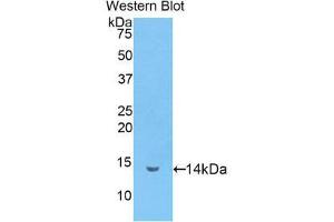 Western Blotting (WB) image for anti-Lactotransferrin (LTF) (AA 337-449) antibody (ABIN1859723) (Lactoferrin Antikörper  (AA 337-449))