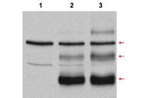 Western blot using Myb polyclonal antibody  in COS-7 cell lysates. (MYB Antikörper  (Internal Region))