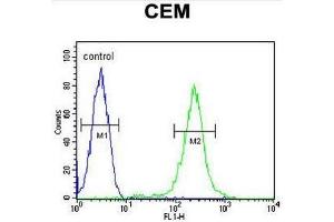 CFP Antibody (Center) flow cytometric analysis of CEM cells (right histogram) compared to a negative control cell (left histogram). (CFP Antikörper  (Middle Region))