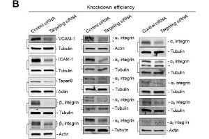 Western Blotting (WB) image for anti-Integrin, alpha 6 (ITGA6) (Internal Region) antibody (ABIN2854795)