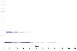 Image no. 2 for anti-Interleukin 9 (IL9) antibody (ABIN465833) (IL-9 Antikörper)