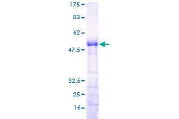 RGS18 Protein (AA 1-235) (GST tag)