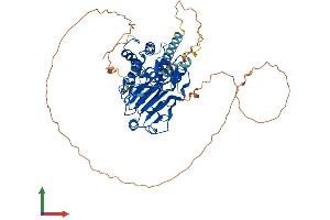 Protein Structure (PS) image for SMAD Family Member 4 (SMAD4) (AA 1-552) protein (His tag) (ABIN7555524)