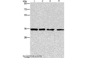 Western blot analysis of 293T, hepG2, hela and A549 cell, using INHBC Polyclonal Antibody at dilution of 1:550