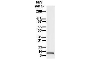 Image no. 1 for anti-Phorbol-12-Myristate-13-Acetate-Induced Protein 1 (PMAIP1) antibody (ABIN187551) (NOXA Antikörper)