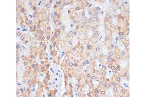 Immunohistochemistry of paraffin-embedded Human liver using AREG Polyclonal Antibody at dilution of 1:100 (40x lens).