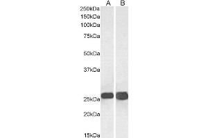 ABIN2560040 (0. (SNAP25 Antikörper  (C-Term))