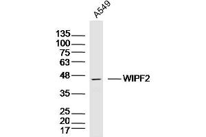 A549 lysates probed with WIPF2 Polyclonal Antibody, Unconjugated  at 1:300 dilution and 4˚C overnight incubation. (WIPF2 Antikörper)
