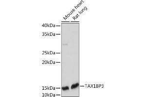TAX1BP3 Antikörper