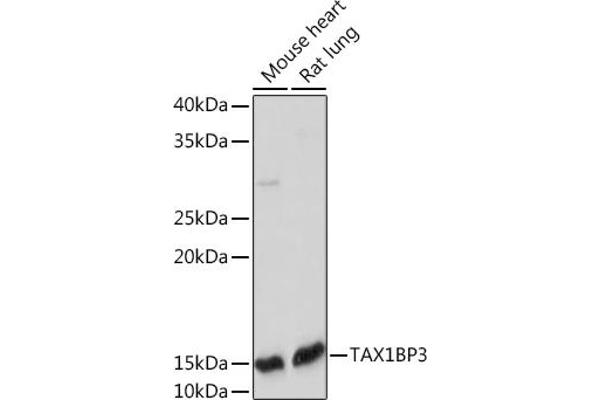 TAX1BP3 Antikörper
