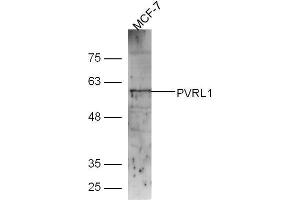 Lane 1: MCF-7 lysates probed with Rabbit Anti-Nectin1/CD111 Polyclonal Antibody, Unconjugated (ABIN1387462) at 1:300 overnight at 4˚C. (PVRL1 Antikörper  (AA 31-130))