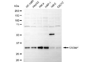 anti-O-Sialoglycoprotein Endopeptidase (OSGEP) antibody