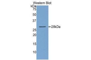 Western Blotting (WB) image for anti-Lysyl Oxidase-Like 1 (LOXL1) (AA 393-603) antibody (ABIN1859683) (LOXL1 Antikörper  (AA 393-603))