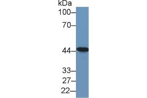 Western Blot; Sample: Human Lung lysate; Primary Ab: 1µg/ml Rabbit Anti-Human TACR2 Antibody Second Ab: 0. (TACR2 Antikörper  (AA 92-290))
