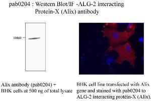 Image no. 1 for anti-Programmed Cell Death 6 Interacting Protein (PDCD6IP) antibody (ABIN347079) (ALIX Antikörper)