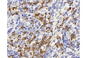 Immunohistochemistry analysis of paraffin-embedded rat thymus gland using CD177 Polyclonal Antibody at dilution of 1:300. (CD177 Antikörper)