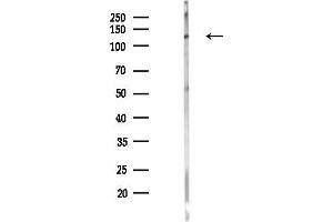 Western blot analysis of lysates from PC12 cells(LPS 4h treatment), using ITG Antibody at 1/1000 dilution.