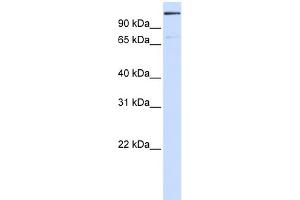 WB Suggested Anti-TNKS1BP1 Antibody Titration: 0. (TNKS1BP1 Antikörper  (Middle Region))