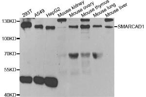 Western blot analysis of extracts of various cell lines, using SMARCAD1 antibody. (SMARCAD1 Antikörper)