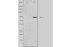 Western blot analysis of extracts from HeLa using IL17RC antibody.