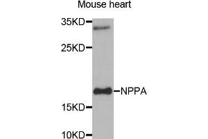 Western blot analysis of extracts of Mouse heart tissue, using NPPA antibody. (NPPA Antikörper)
