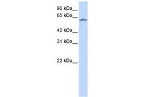 Image no. 1 for anti-Neuronal PAS Domain Protein 1 (NPAS1) (AA 216-265) antibody (ABIN6740308)