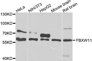 Western blot analysis of extracts of various cell lines, using FBXW11 antibody (ABIN5975739) at 1/1000 dilution. (FBXW11 Antikörper)