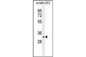 Western blot analysis of RPS6 in mouse NIH-3T3 cell line lysates (35ug/lane) using RPS6 Antibody(Ser240/244) Cat. (RPS6 Antikörper  (AA 227-257))