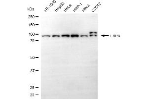 Western blotting analysis using LRP8 antibody (ABIN7799284).