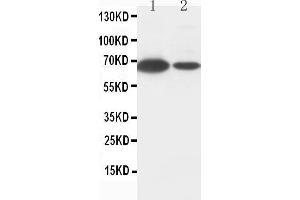 Anti-Lamin B1 antibody, Western blotting Lane 1: MCF-7 Cell Lysate Lane 2: HELA Cell Lysate