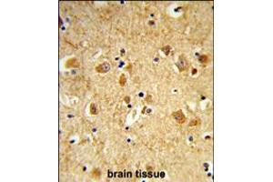 Formalin-fixed and paraffin-embedded human brain tissue reacted with DNM3 Antibody , which was peroxidase-conjugated to the secondary antibody, followed by DAB staining. (Dynamin 3 Antikörper  (AA 557-584))
