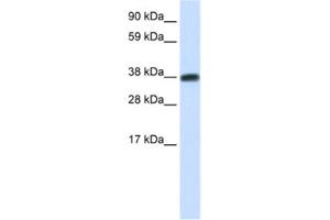 Western Blotting (WB) image for anti-DMRT-Like Family C2 (DMRTC2) antibody (ABIN2461518)