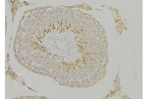 ABIN6268940 at 1/100 staining Mouse testis tissue by IHC-P. (HMOX1 Antikörper  (Internal Region))