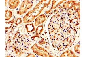 IHC image of ABIN7157190 diluted at 1:300 and staining in paraffin-embedded human kidney tissue performed on a Leica BondTM system. (Kallikrein 1 Antikörper  (AA 25-262))