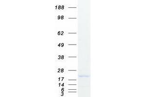 Western Blotting (WB) image for Myosin, Light Chain 12B, Regulatory (MYL12B) (Transcript Variant 2) protein (Myc-DYKDDDDK Tag) (ABIN2726662)