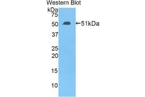 Western Blotting (WB) image for anti-Transcription Factor A, Mitochondrial (TFAM) (AA 43-244) antibody (ABIN1860702) (TFAM Antikörper  (AA 43-244))