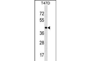 HOXD8 Antibody (C-term) (ABIN1536919 and ABIN2850170) western blot analysis in T47D cell line lysates (35 μg/lane).