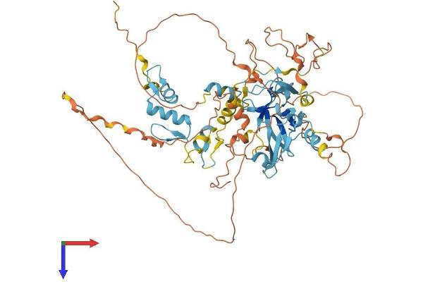 PRDM6 Protein (AA 1-595) (His tag)