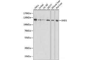 SND1 Antikörper