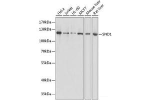 Western blot analysis of extracts of various cell lines using SND1 Polyclonal Antibody at dilution of 1:1000. (SND1 Antikörper)