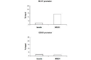 ChIP assays were performed using the U-2 OS (human osteosarcoma cell line), MBD1 polyclonal antibody  and optimized PCR primer sets. (MBD1 Antikörper  (N-Term))