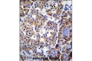 SMYD4 Antibody (C-term) (ABIN655528 and ABIN2845041) immunohistochemistry analysis in formalin fixed and paraffin embedded human pancreas tissue followed by peroxidase conjugation of the secondary antibody and DAB staining. (SMYD4 Antikörper  (C-Term))