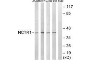 Western blot analysis of extracts from 293/HepG2/MCF-7/A549 cells, using NCR1 Antibody. (NCR1 Antikörper  (AA 145-194))