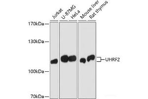 Western Blotting (WB) image for anti-Ubiquitin-Like with PHD and Ring Finger Domains 2, E3 Ubiquitin Protein Ligase (UHRF2) antibody (ABIN7260356)
