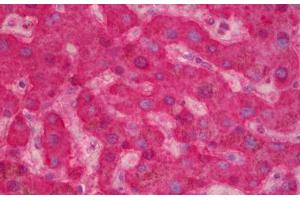 Anti-F9 / Factor IX antibody IHC staining of human liver. (Coagulation Factor IX Antikörper)