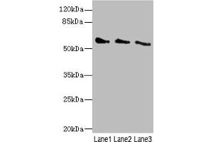 CHRNG Antikörper  (AA 328-517)