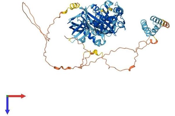 HBS1L Protein (AA 1-684) (His tag)
