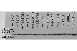 Western blot analysis of multiple Cell line lysates showing detection of AKT2 protein using Rabbit Anti-AKT2 Polyclonal Antibody . (AKT2 Antikörper  (C-Term) (Biotin))