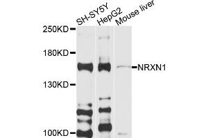 Western blot analysis of extracts of various cell lines, using NRXN1 antibody (ABIN6003772) at 1/1000 dilution.