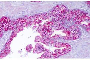 Anti-PTTG1IP antibody IHC staining of human prostate, epithelium. (PTTG1IP Antikörper  (AA 116-165))